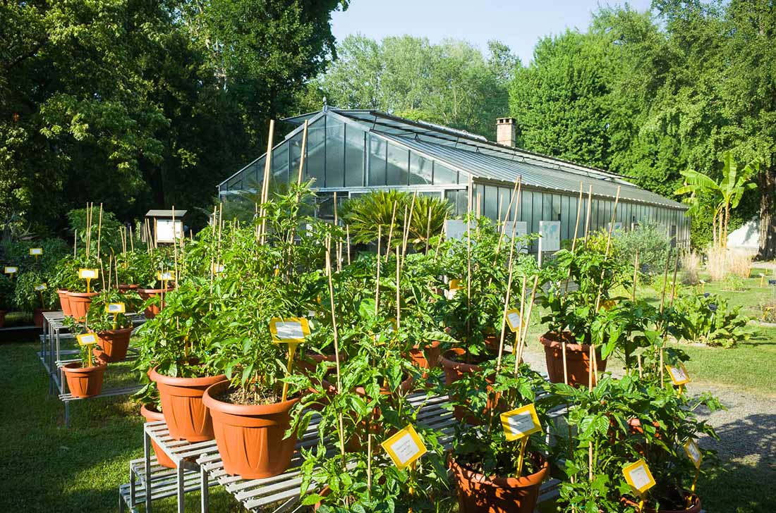 Greenhouse and plants at Orto Botanico di Bologna