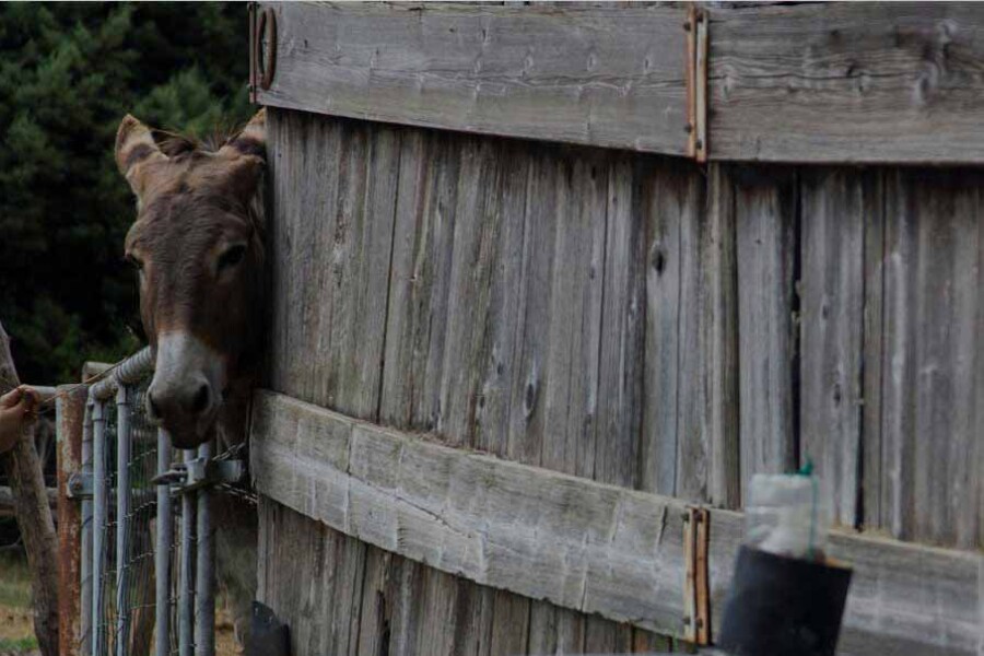 Bologna with kids - Donkey at Dulcamara