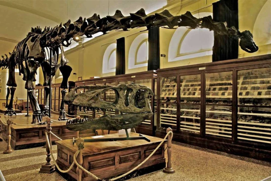 Things to do in Bologna with kids: dinosaur skeleton at Museo Geologico Cappellini
