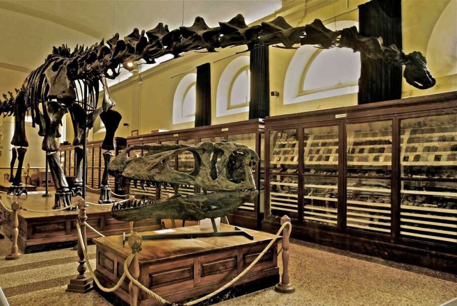 Bologna with kids - Dinosaur at Museo Geologico Cappellini