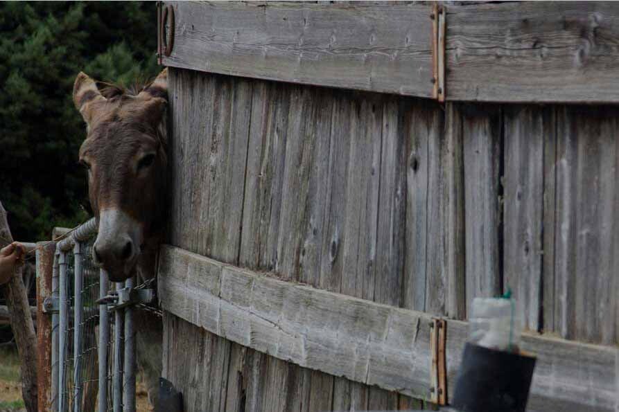 Bologna with kids - Donkey at Dulcamara