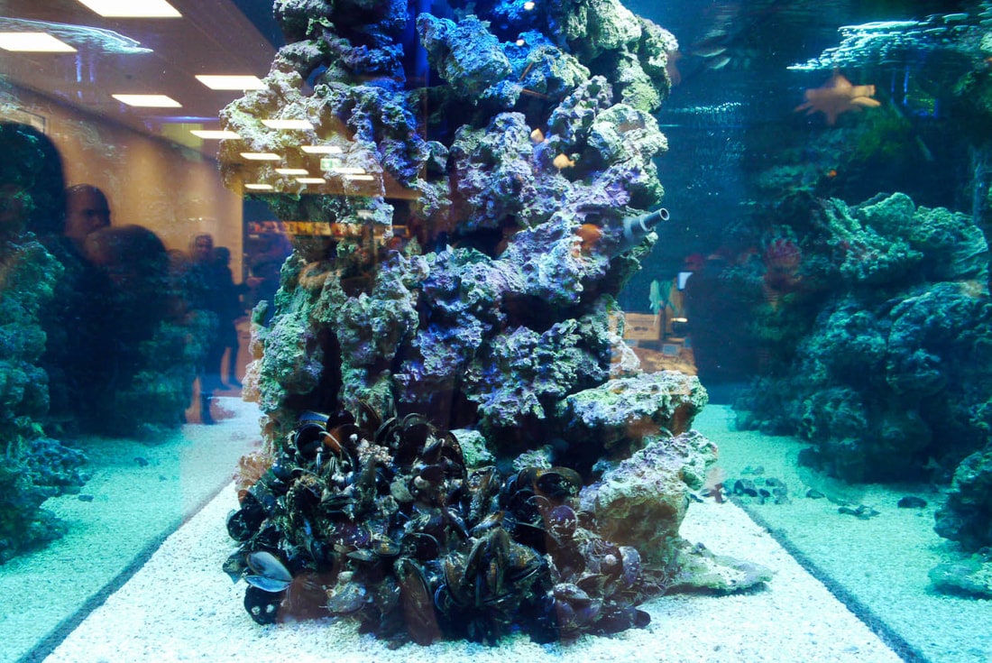 FICO - Eataly World Bologna - Aquarium with mussels