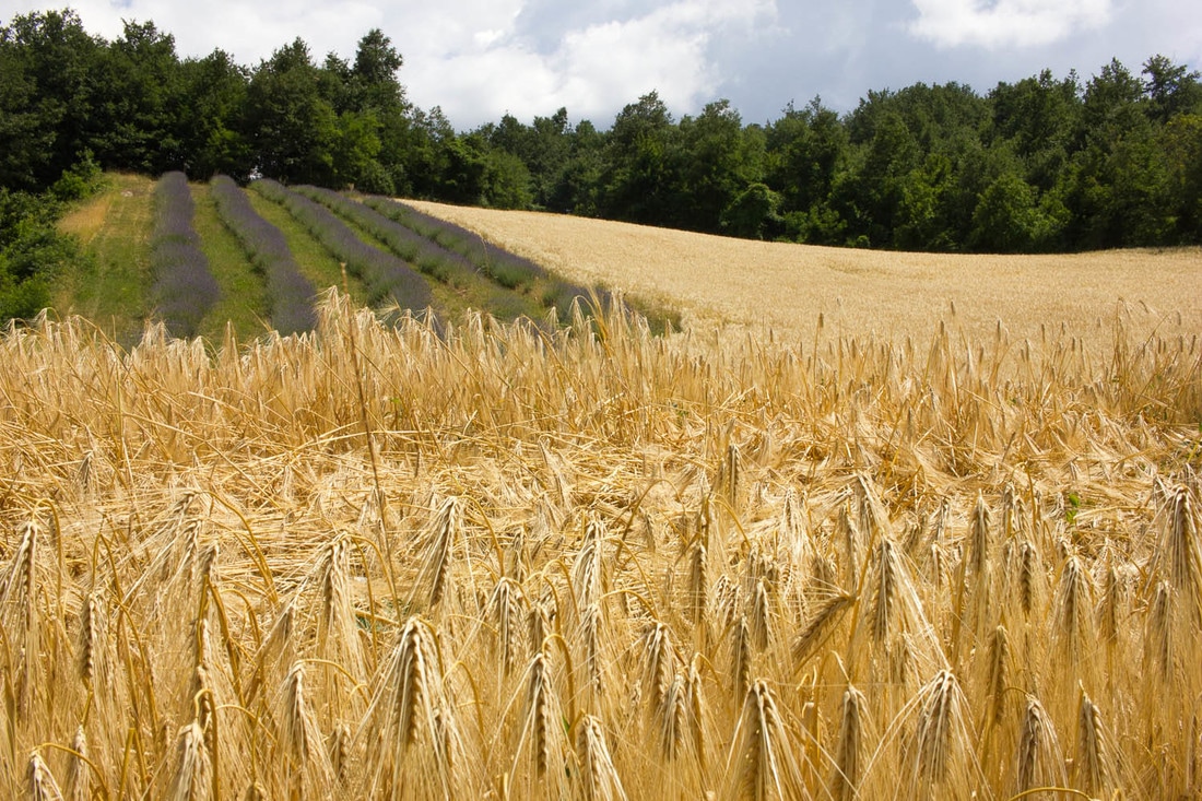 Mangirò foodie walk - Monghidoro fields