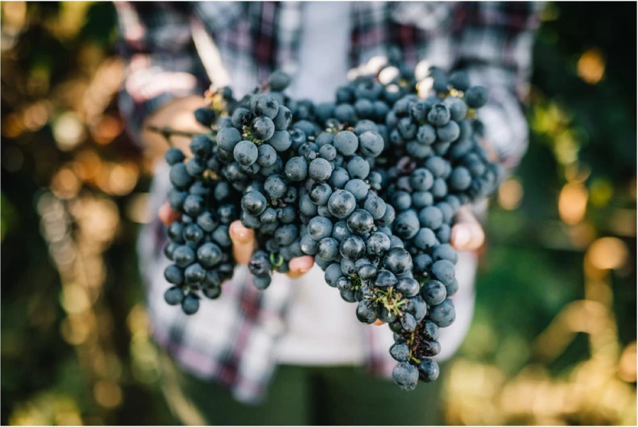 Lambrusco grapes in Modena vineyard