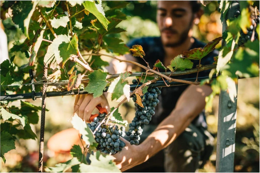 Opera02 winery in Modena