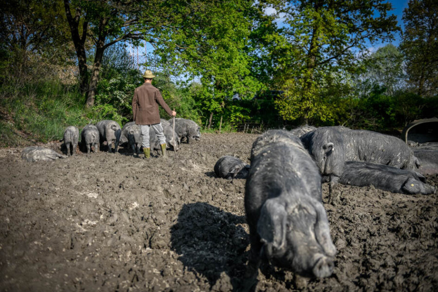 Culatello Pigs