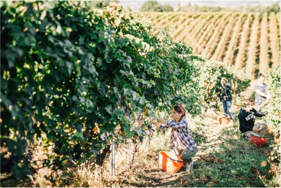 Lambrusco vineyard