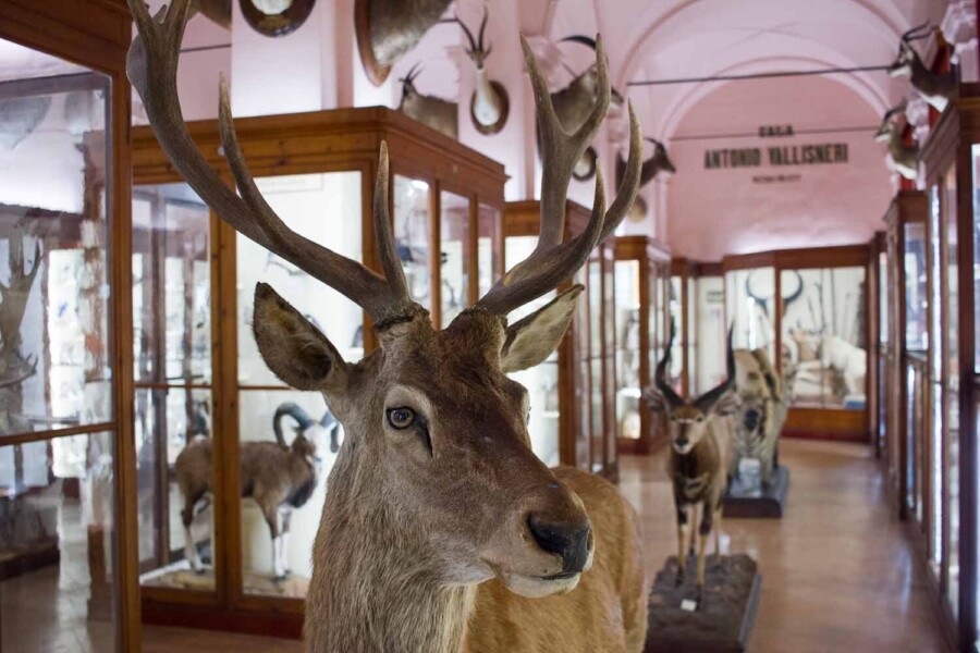 Musei Civici Reggio Emilia - History